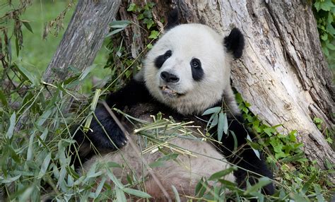 national zoo webcam|Giant Panda Cam (Coming Soon)